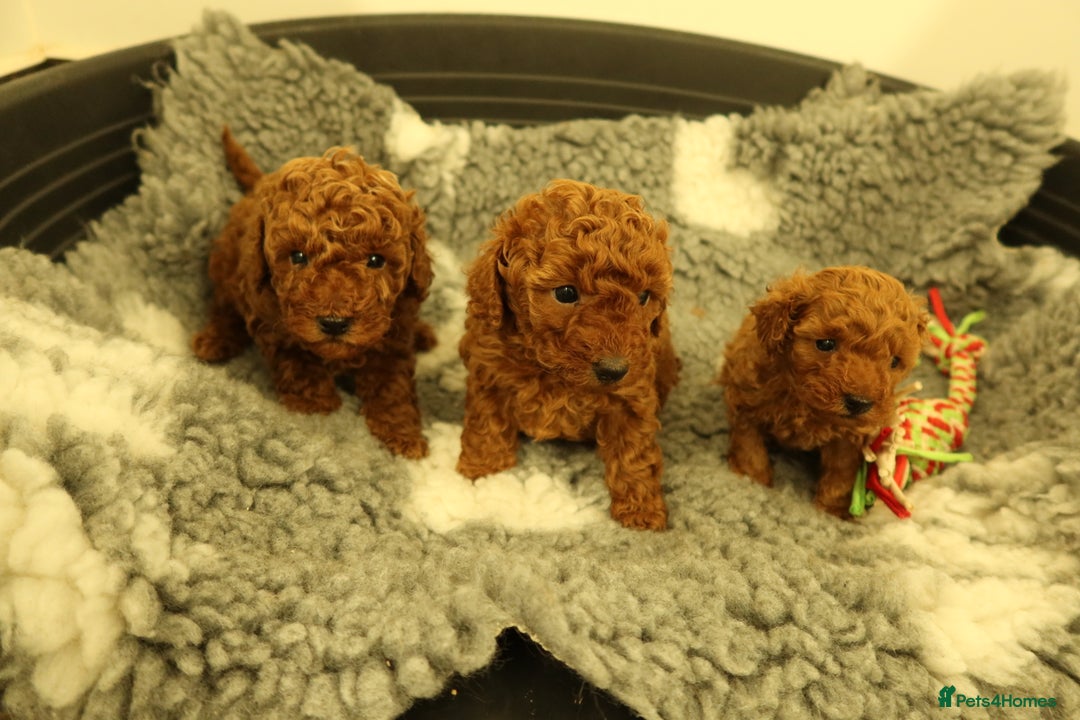 Toy Poodle dogs for sale: 3 Red Toy Poodles Available  - Advert 6
