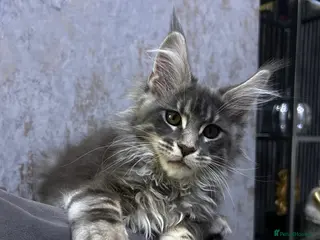 Maine Coon cats Maine Coon kitten - Advert 2