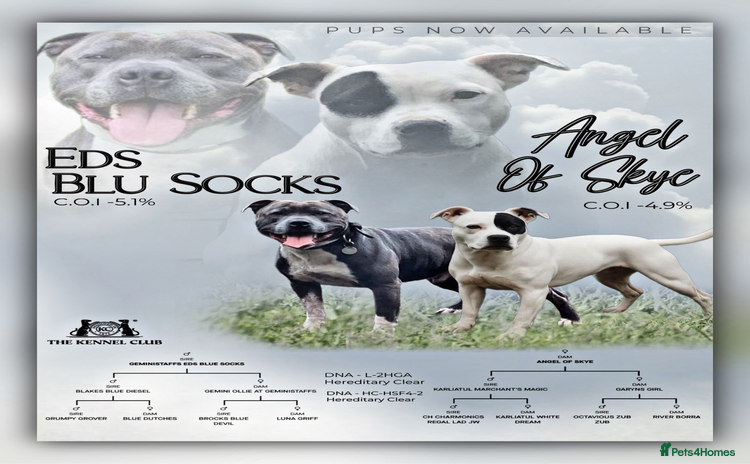 Staffordshire Bull Terrier dogs - Advert 1