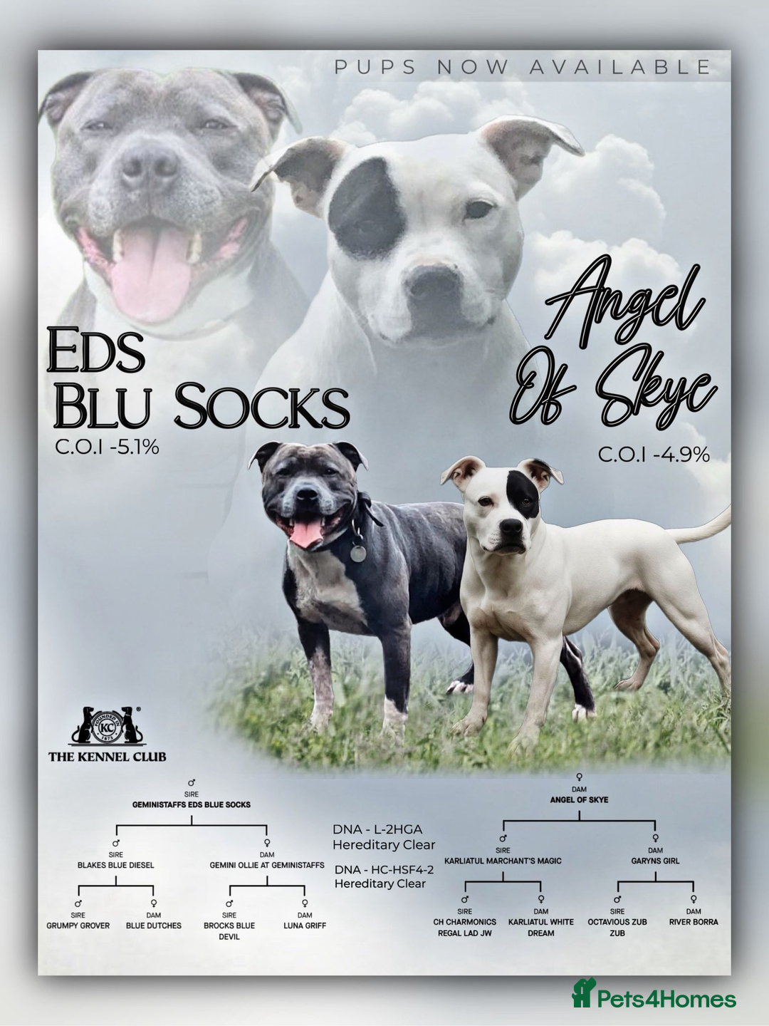 Staffordshire Bull Terrier dogs for sale: Beautiful KC Reg Staffordshire Bull Terrier Pups - Image 1