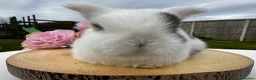 Mini Lop rabbits for sale: Mini Lop Bunnies in Liverpool - Advert 5
