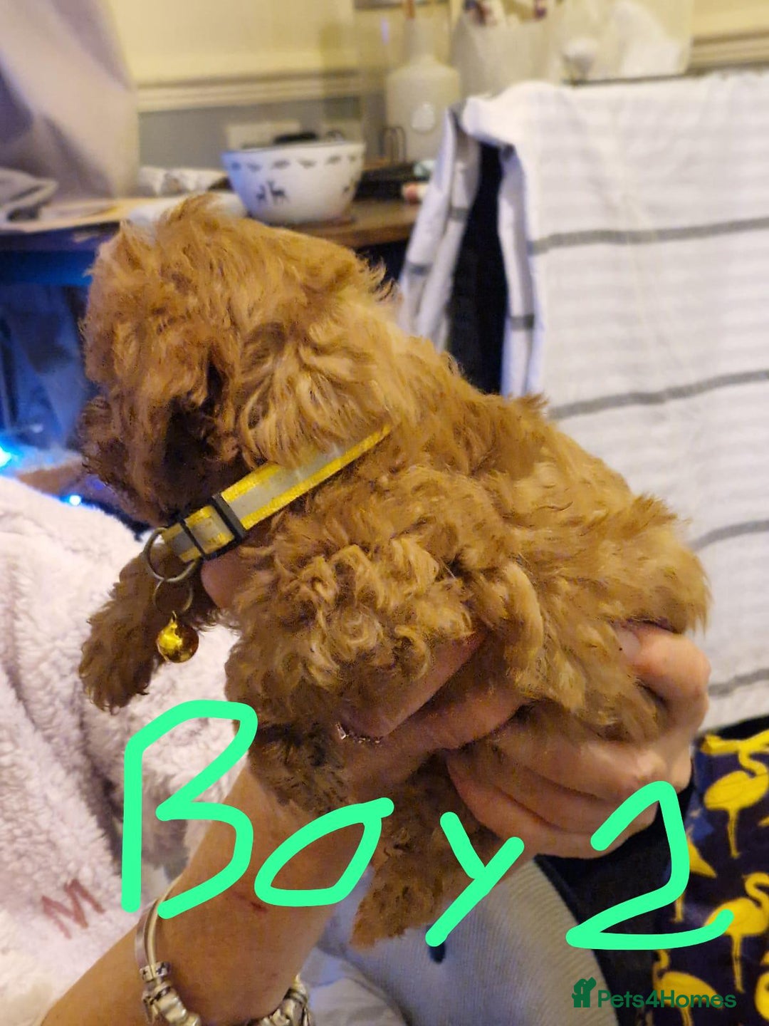 Cavapoo dogs for sale: Kavapoo - Advert 5