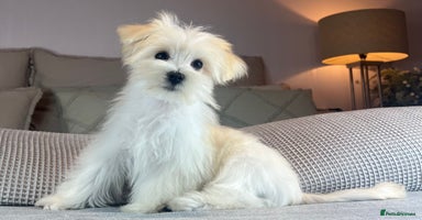 Maltese dogs - Advert 1
