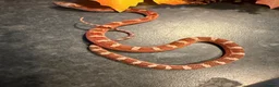 Corn Snake reptiles for sale: Corn snakes WOW AMAZING  - Advert 17