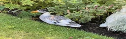 Ducks poultry for sale: Miniature Silver Appleyard Duck and Drake Pair - Advert 4
