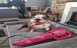 English Bulldog dogs for sale: Female Merle Pebble English Bulldog  - Image 4