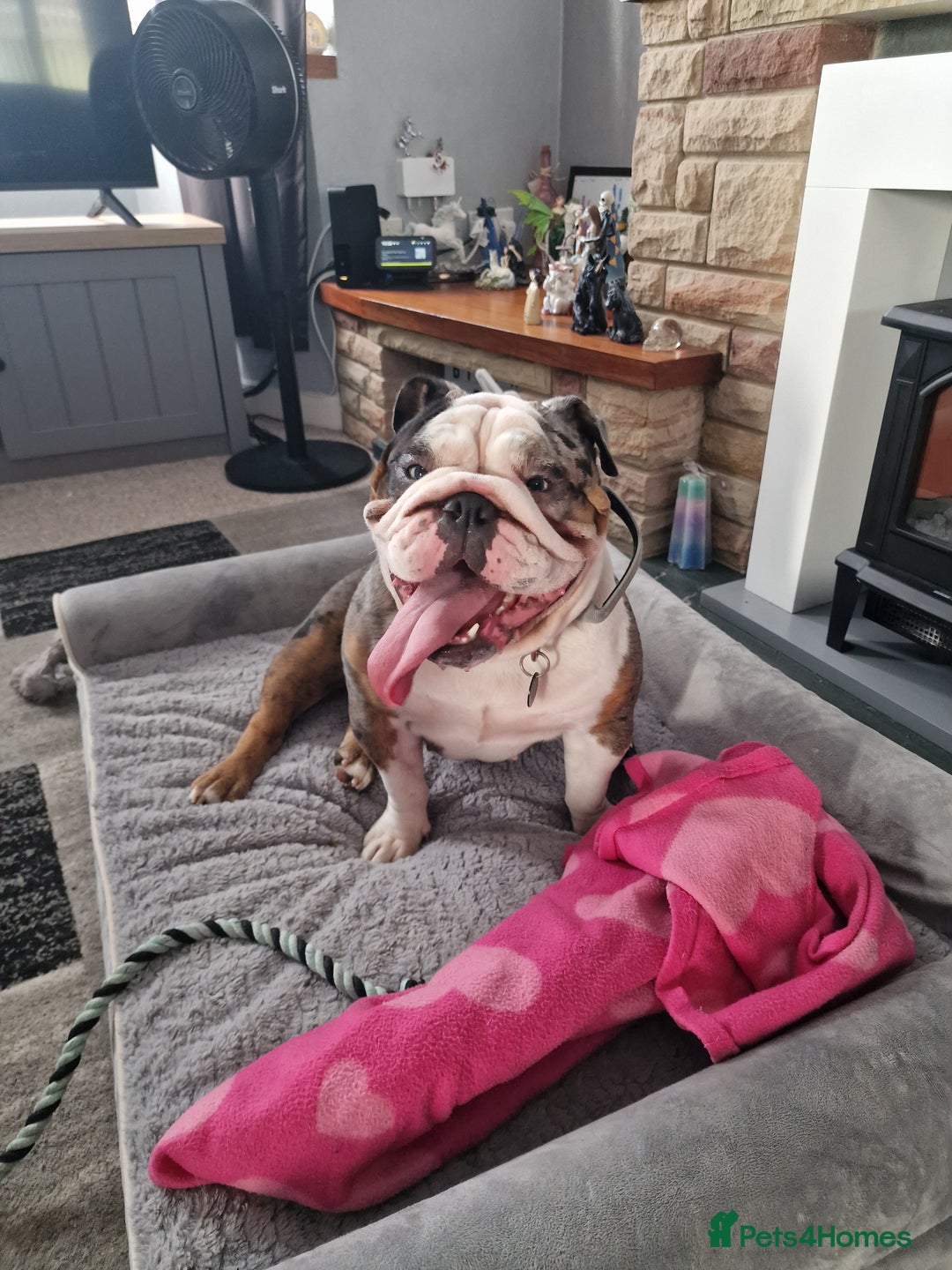 English Bulldog dogs for sale: Female Merle Pebble English Bulldog  - Image 4