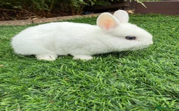Netherland Dwarf rabbits for sale: Pure Netherland Dwarf  - Image 9