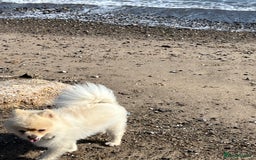 Pomeranian dogs for stud: Pure Pomeranian dog for stud - Image 7