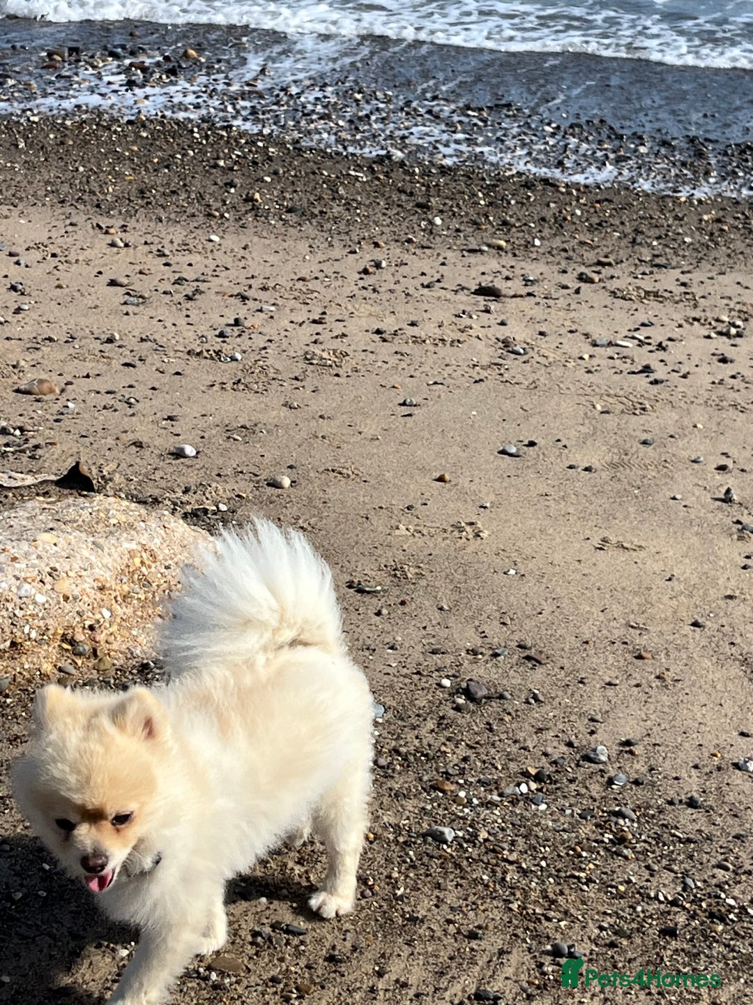 Pomeranian dogs for stud: Pure Pomeranian dog for stud - Image 7