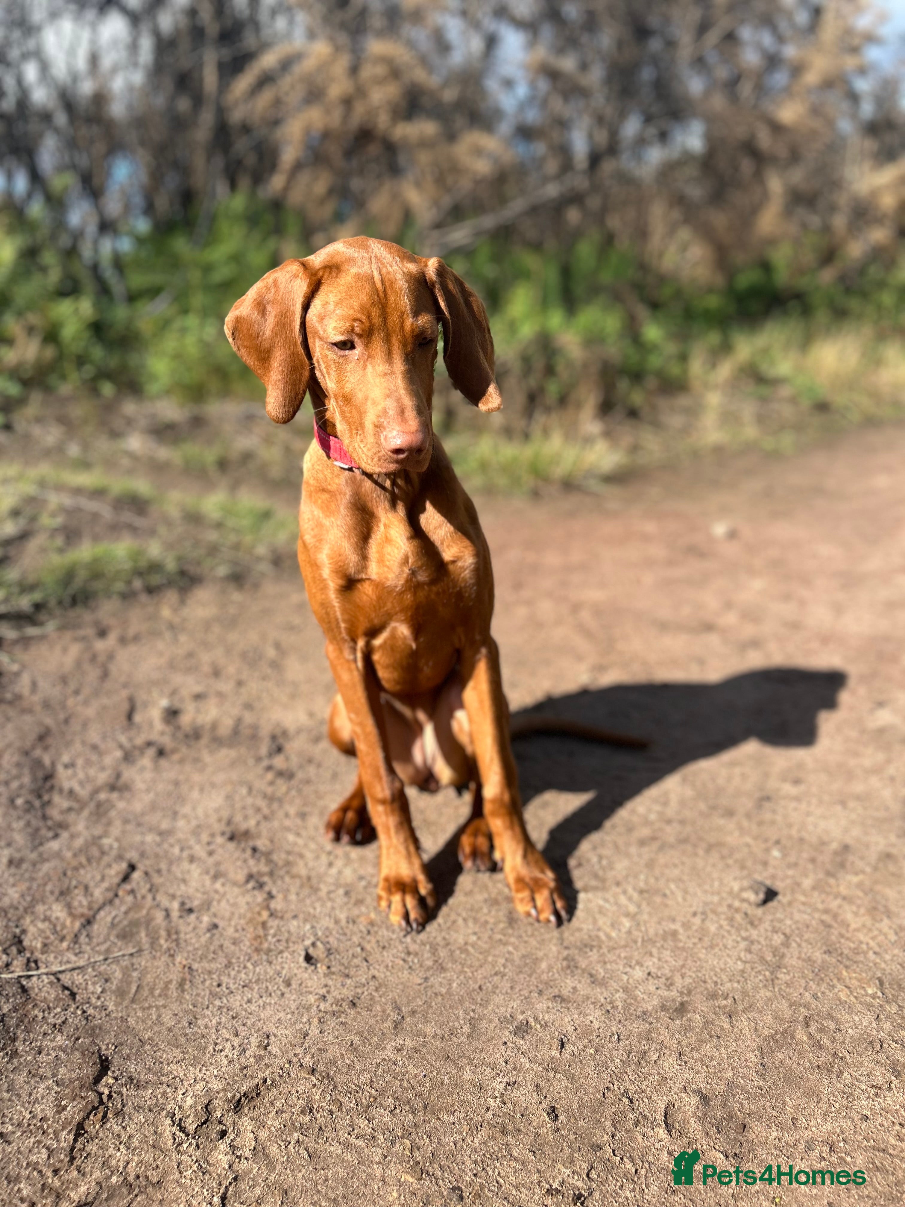 Hungarian Vizsla dogs Hungarian Vizsla  - Advert 4