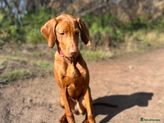 Hungarian Vizsla dogs for sale: Hungarian Vizsla - Advert 1