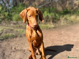 Hungarian Vizsla dogs Hungarian Vizsla - Advert 4