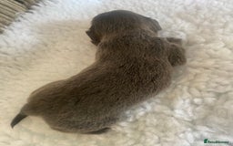 Mixed Breed dogs for sale: Tiny chiweenie puppy’s  - Image 14