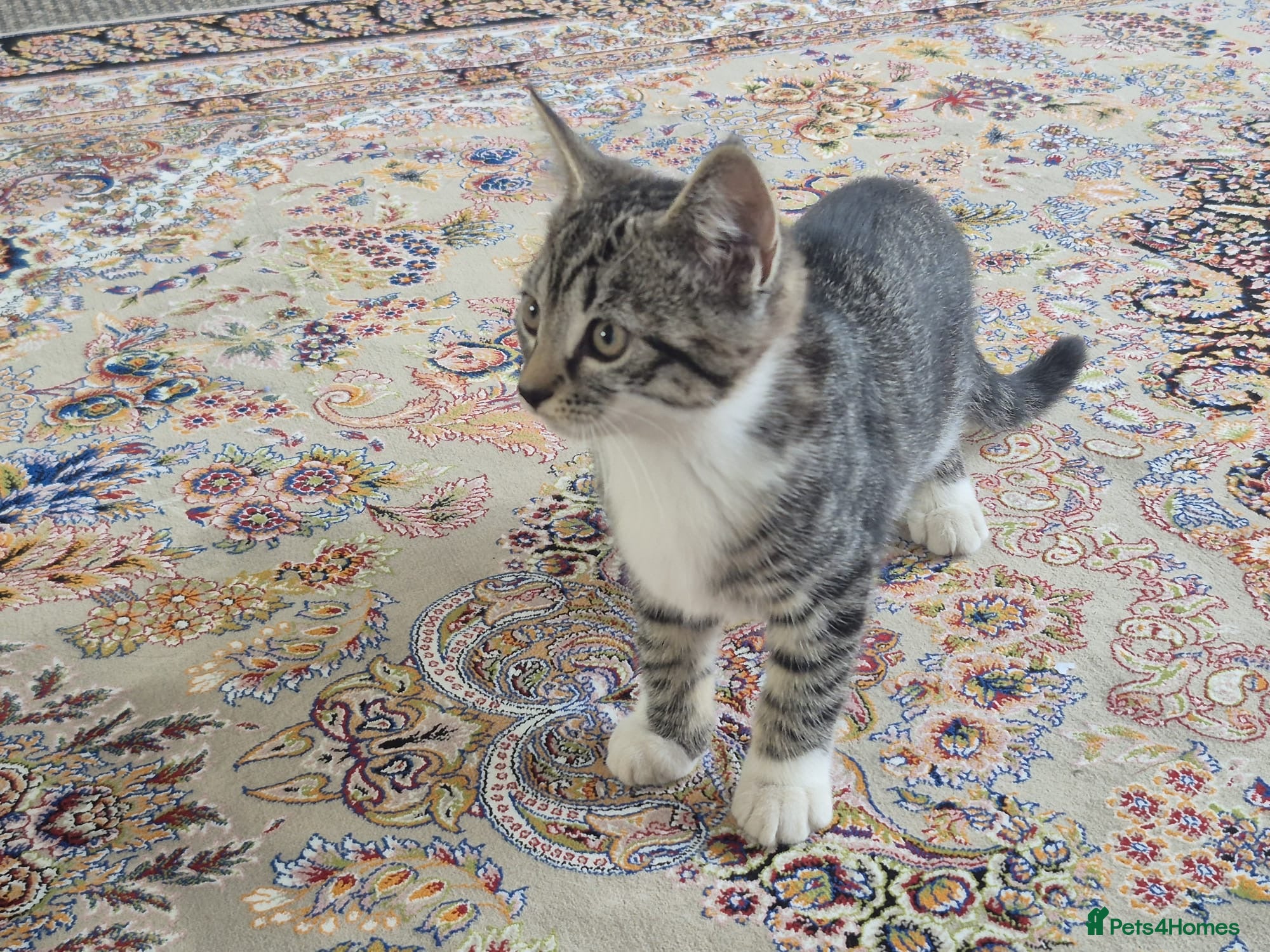 British Shorthair cats for sale: Tabby short hair kittens  - Advert 15
