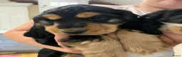 Cocker Spaniel dogs for sale: Beautiful, health tested show cocker boy in Dewsbury - Advert 5