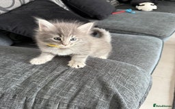 Norwegian Forest Cat cats for sale: Three Purebred Pedigreed Norwegian Forest Kittens  in Poole - Image 7
