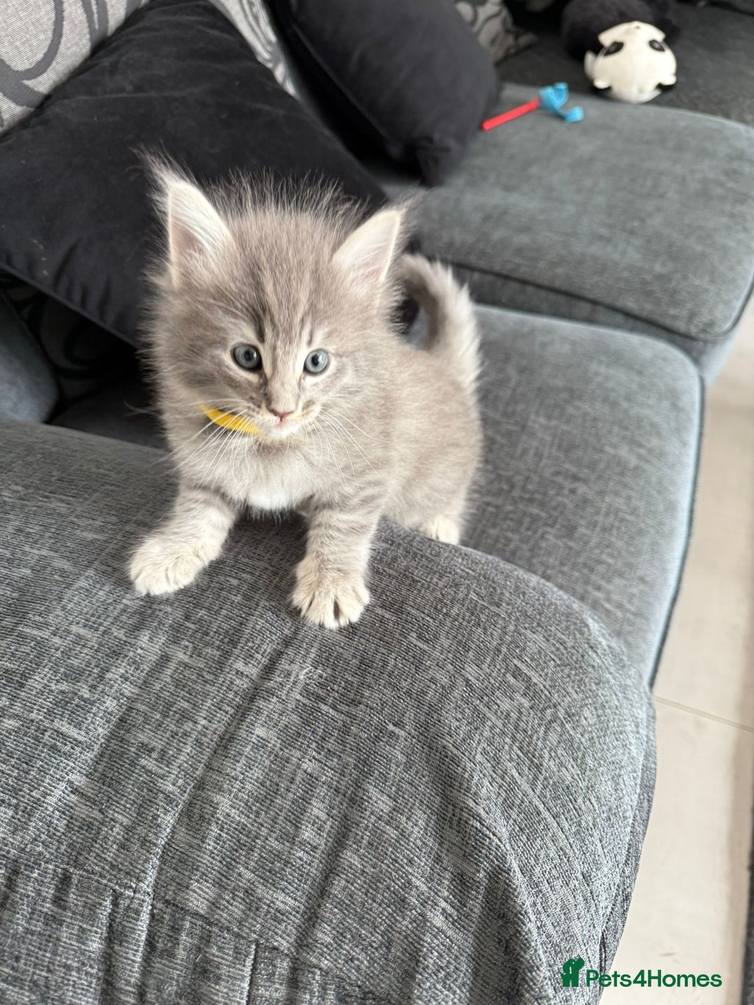Norwegian Forest Cat cats for sale: Three Purebred Pedigreed Norwegian Forest Kittens  in Poole - Image 7