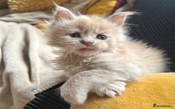 Maine Coon cats for sale: Beautiful big cream boys - Image 4