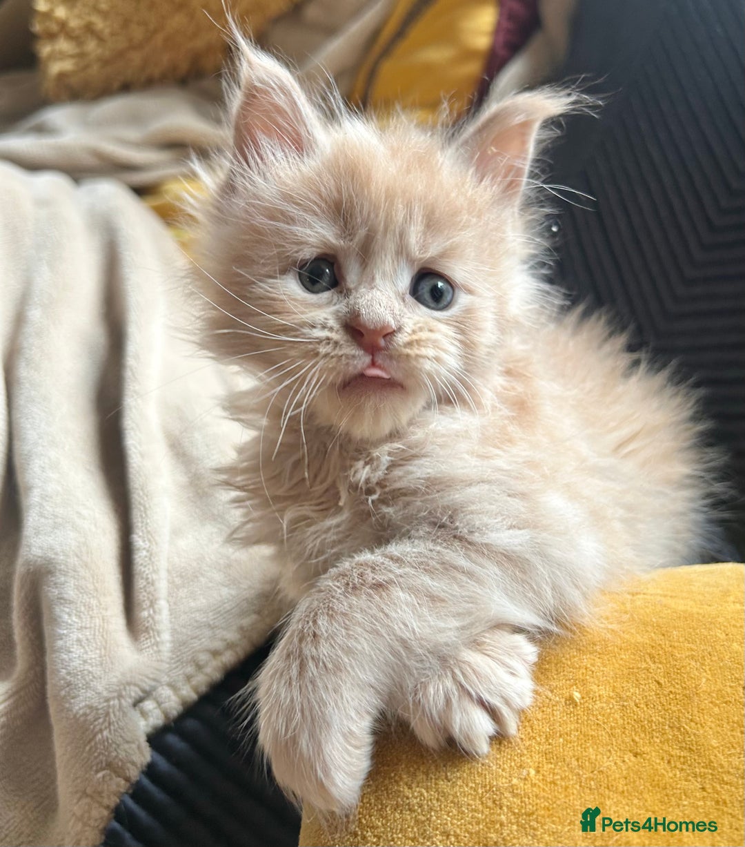 Maine Coon cats for sale: Beautiful big cream boys - Image 4