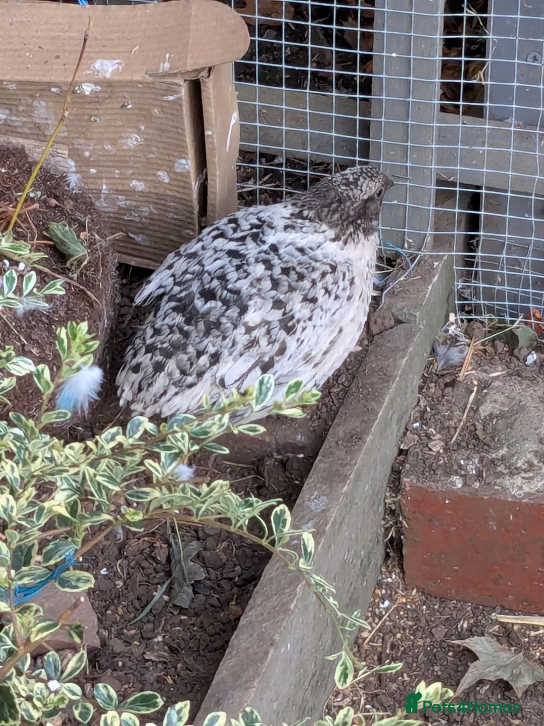Quail poultry for sale: 2 male conturnix quail  in Doncaster - Advert 2