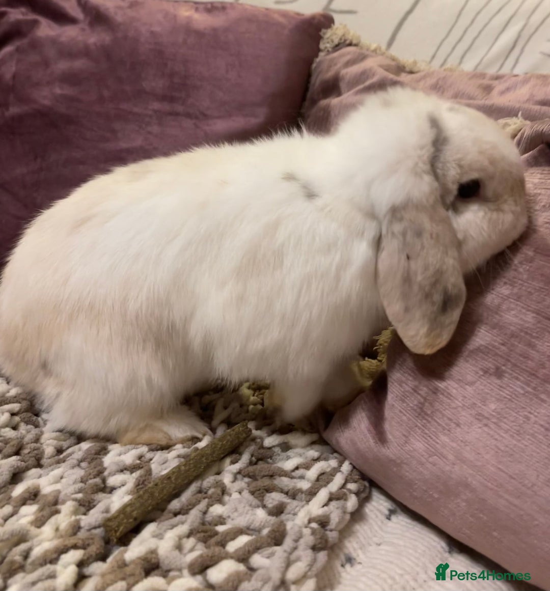 Mini Lop rabbits for sale: 2 male mini lops rabbits for sale - Advert 6