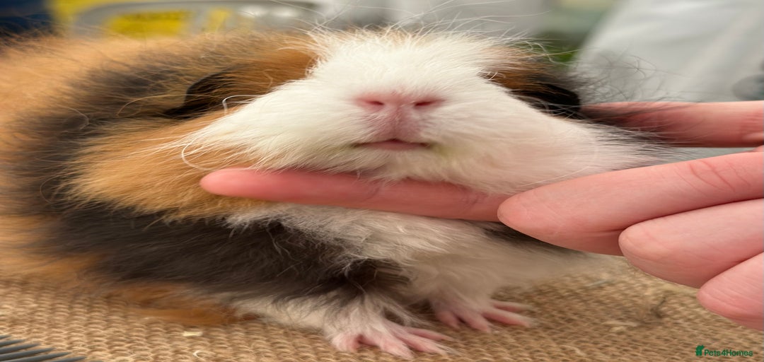 Gallery Image {{count}}