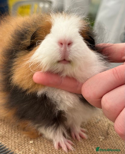 Gallery Image {{count}}