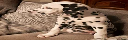 Dalmatian dogs for sale: Ready now - fully vaccinated, Champion bred - Advert 26