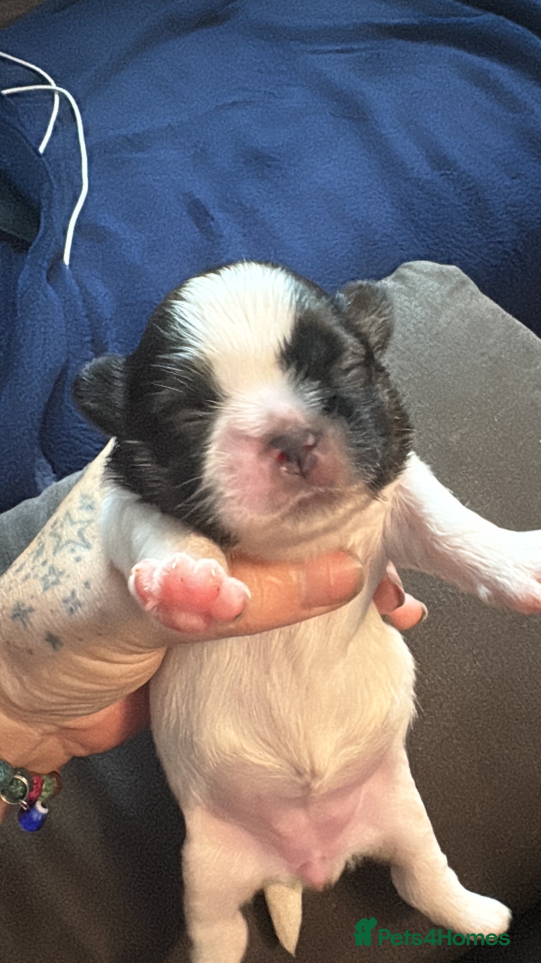 Shih Tzu dogs for sale: Shih tzu pups  - Image 8