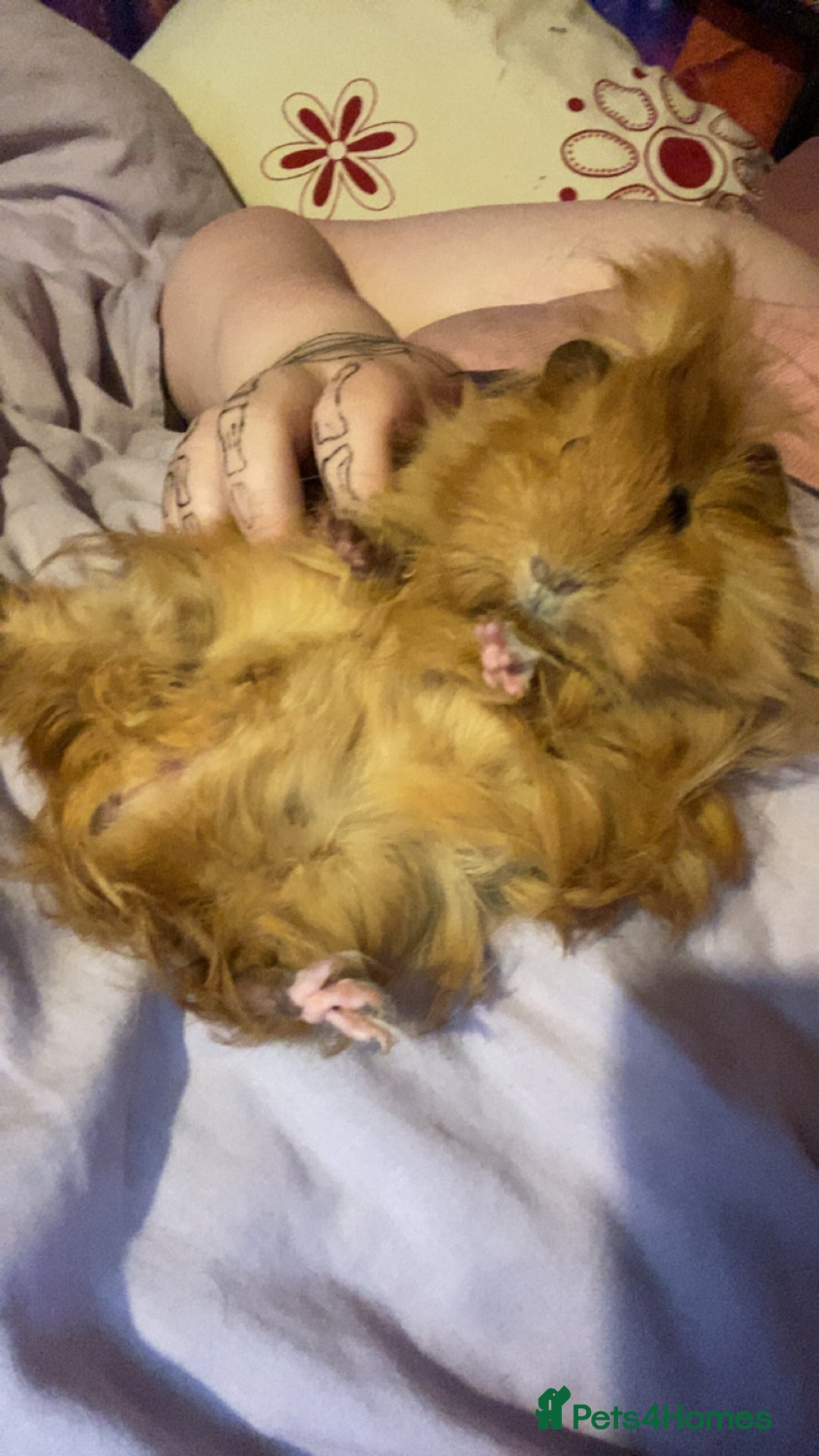 Gallery Image {{count}}