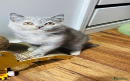 Scottish Fold cats for sale: Beautiful litter of Scottish fold  😍 - Image 26