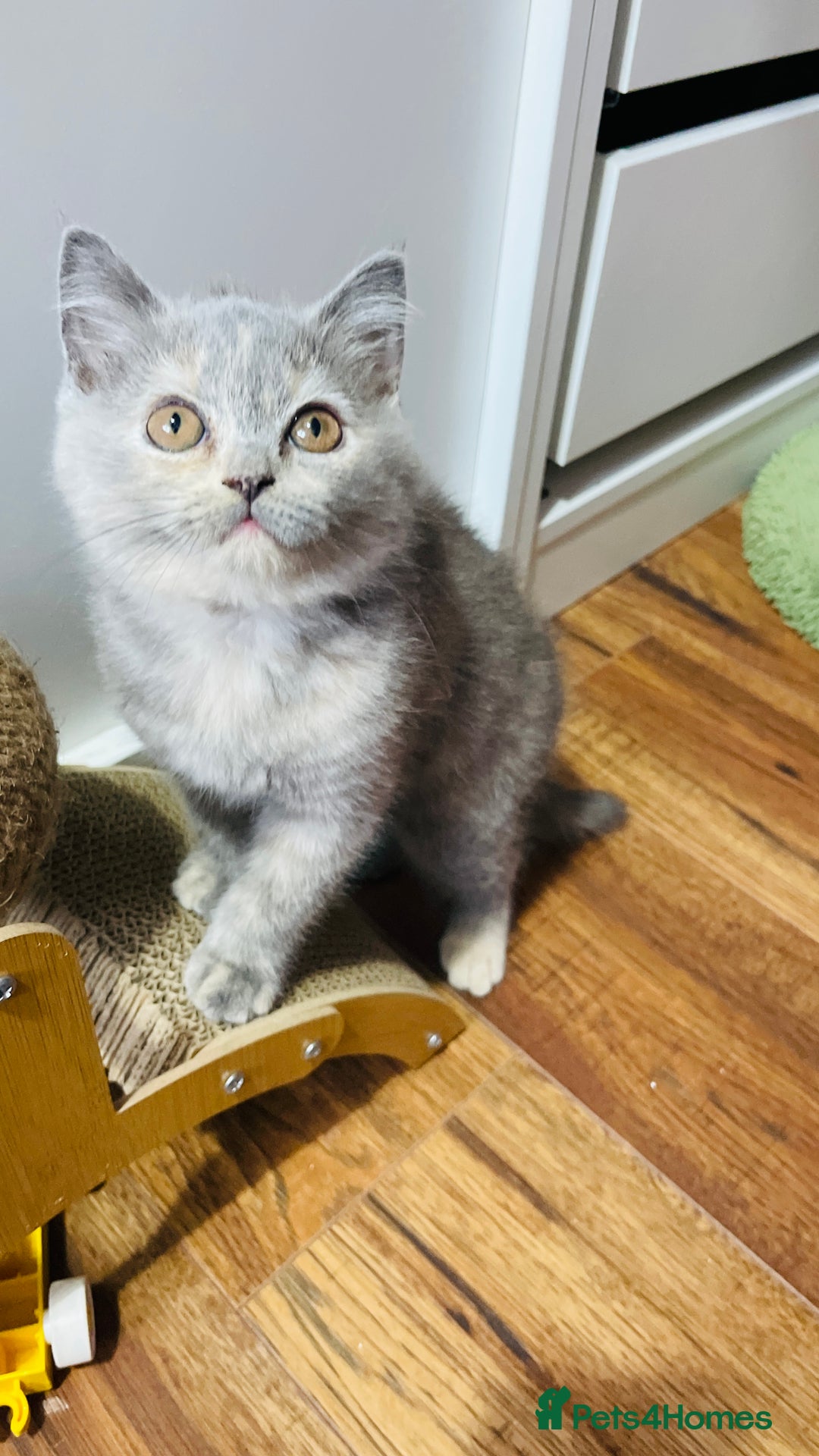 Scottish Fold cats for sale: Beautiful litter of Scottish fold  😍 - Image 26