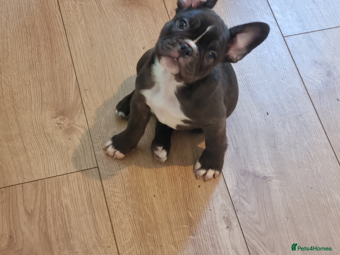 French Bulldog dogs for sale: Fench bulldogs  - Image 8