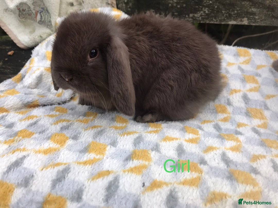 Mini Lop rabbits for sale: Beautiful mini lops  - Advert 3