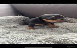Miniature Dachshund dogs for sale: Miniature Dachshund Puppies  - Image 6