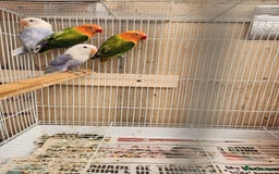 Lovebirds birds for sale:  PIED OPALINE AND GREEN OPA FOR SALE - Image 4