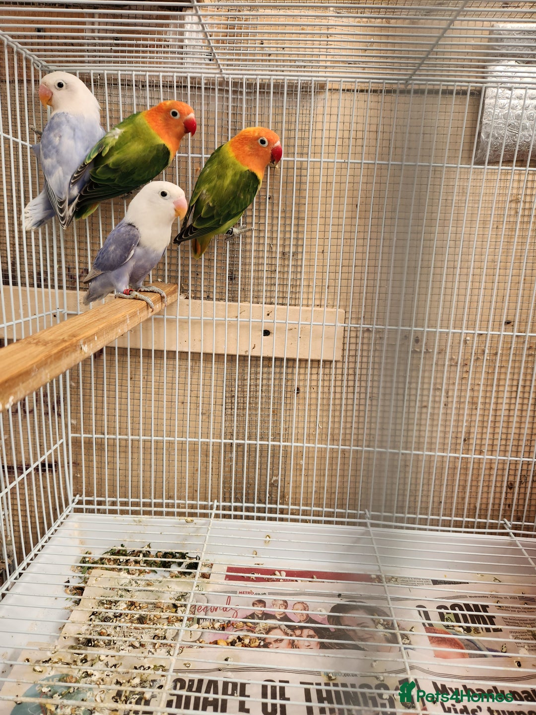 Lovebirds birds for sale:  PIED OPALINE AND GREEN OPA FOR SALE - Image 4