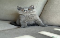 British Shorthair cats for sale: Beautiful BSH  - Image 10