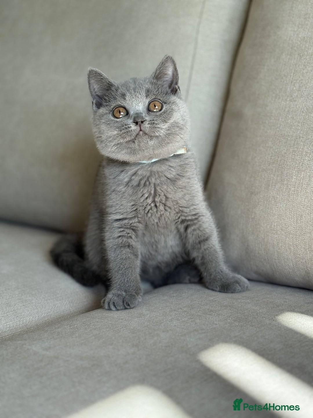 British Shorthair cats for sale: Beautiful BSH  - Image 10