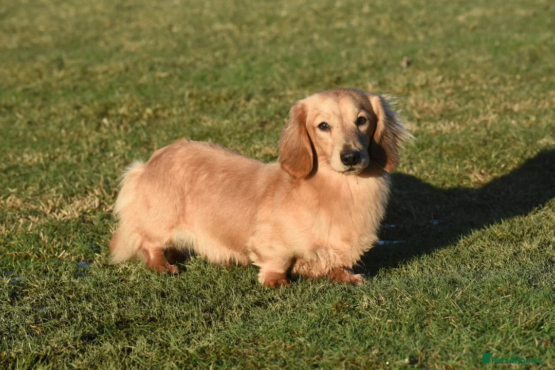 Miniature Dachshund dogs for stud: Shaded cream miniature longhaired Stud in Newton Abbot - Advert 10