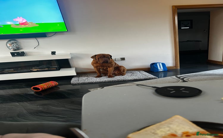 Dogue De Bordeaux dogs - Advert 1