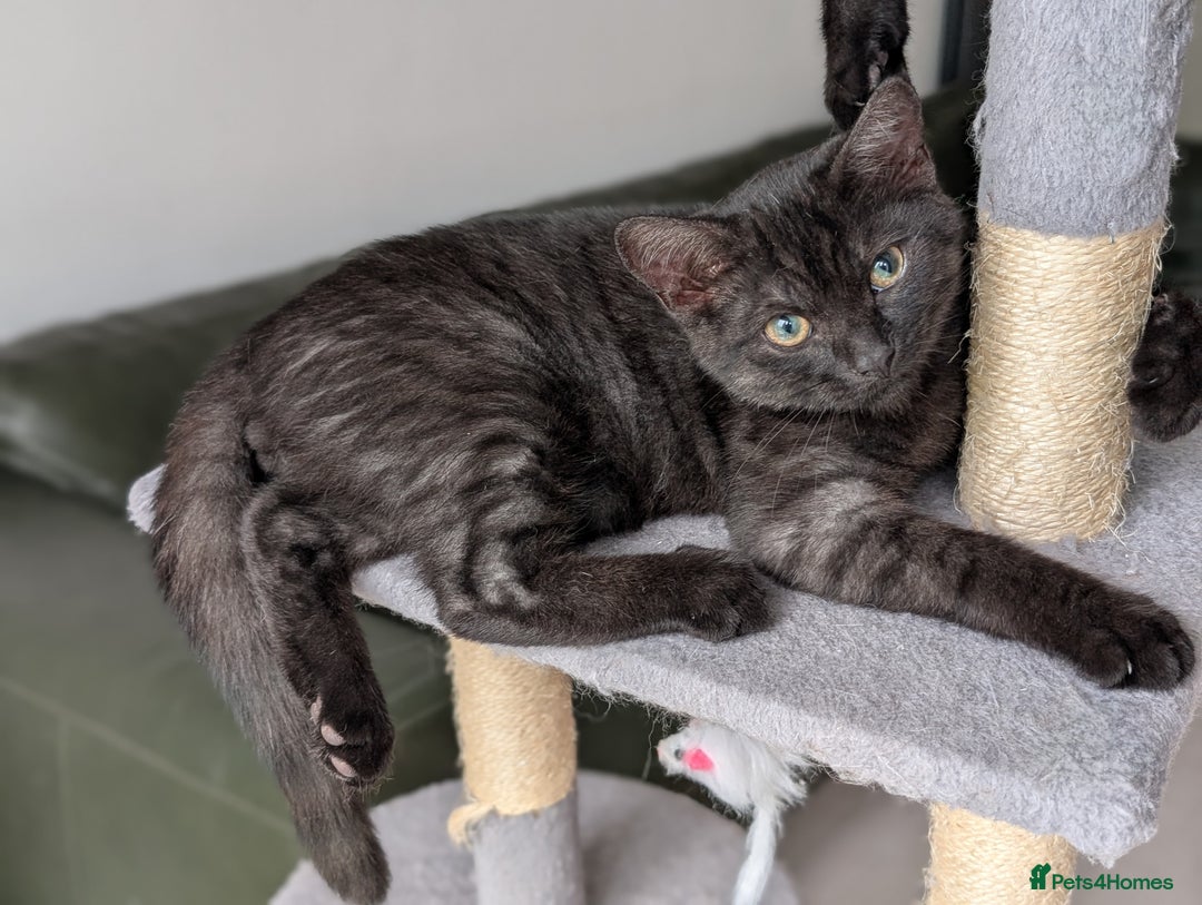 Selkirk Rex cats for sale: 😻 Stunning Selkirk Rex Mix Kittens 😻 - Image 21