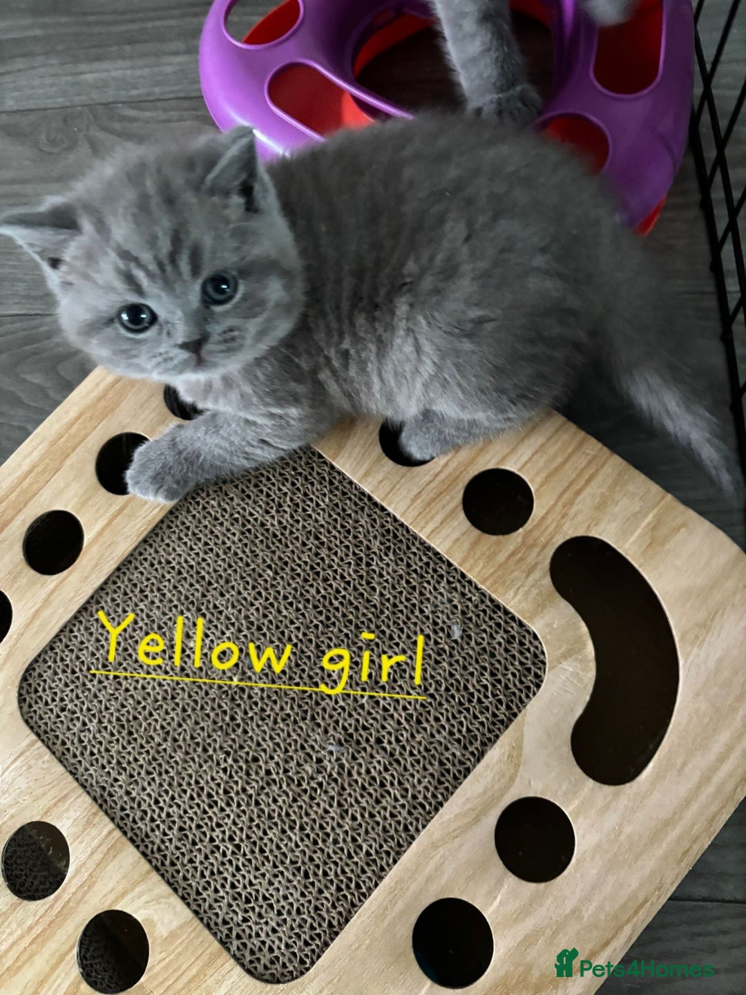 British Shorthair cats for sale: Blue British short hair kittens  in Braintree - Image 9