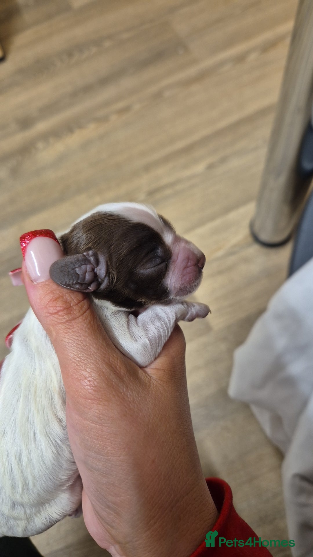 Cocker Spaniel dogs for sale: Stunning cocker spaniel pups - Advert 13