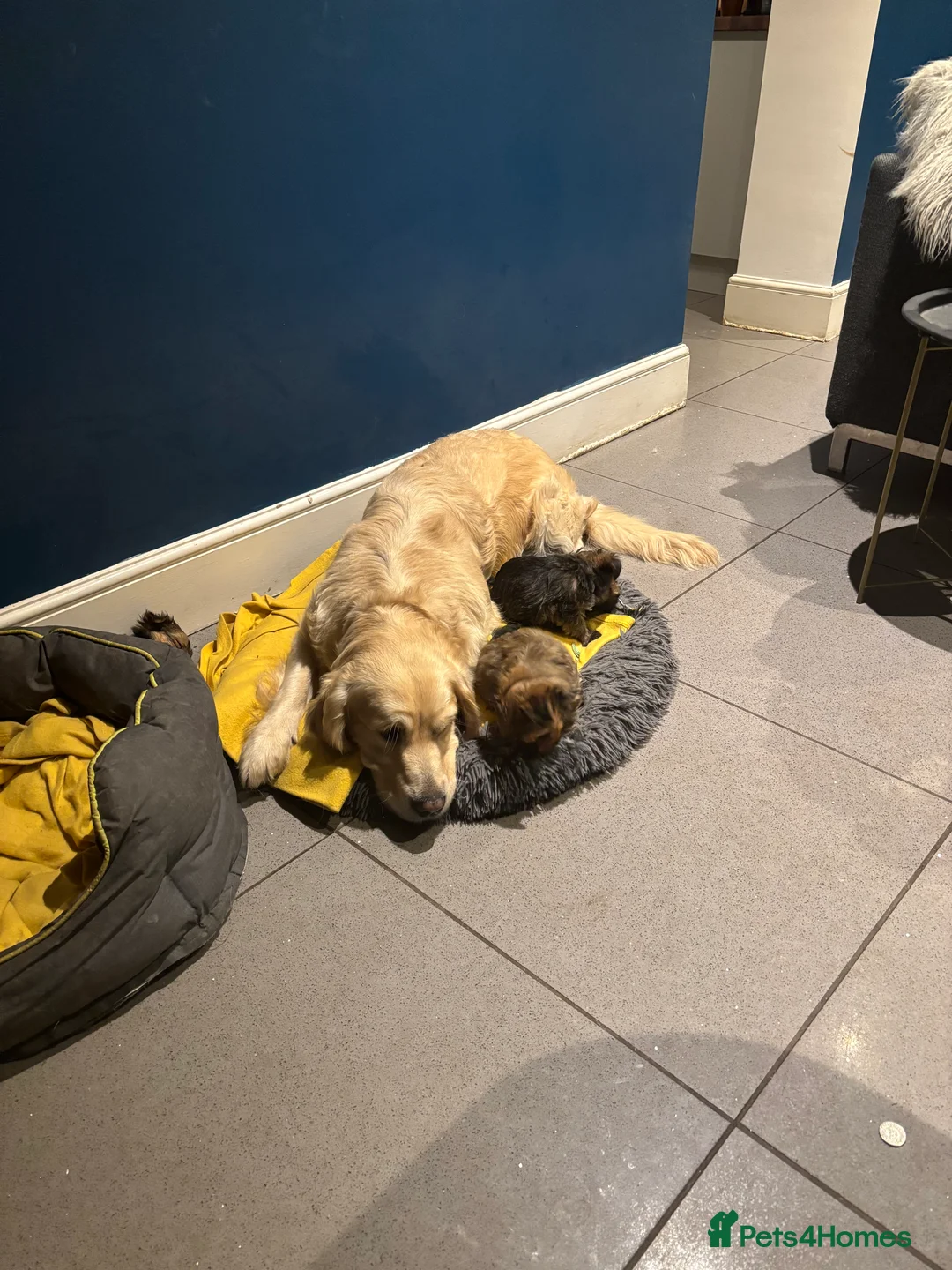 Mixed Breed dogs for sale: Lhasa x yorkie  - Advert 5