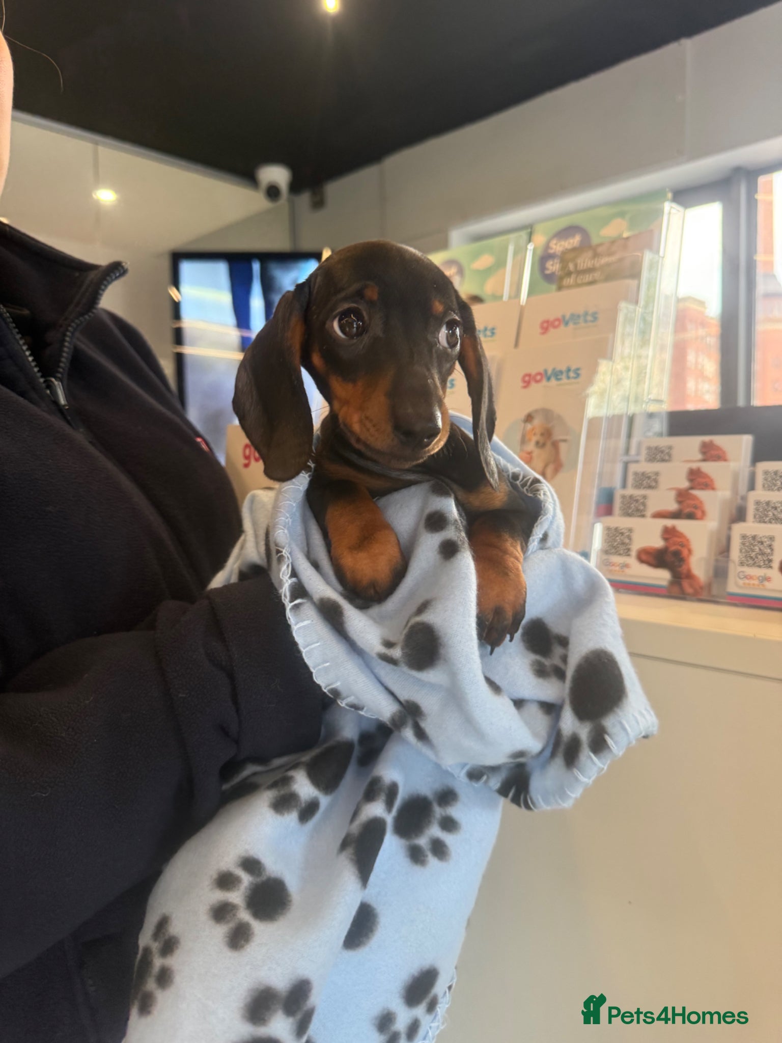 Miniature Dachshund dogs Ministure dachshund ( Done 2 vaccine)  - Advert 2