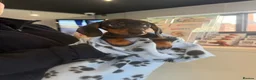 Miniature Dachshund dogs for sale: Ministure dachshund ( Done 2 vaccine)  - Advert 1