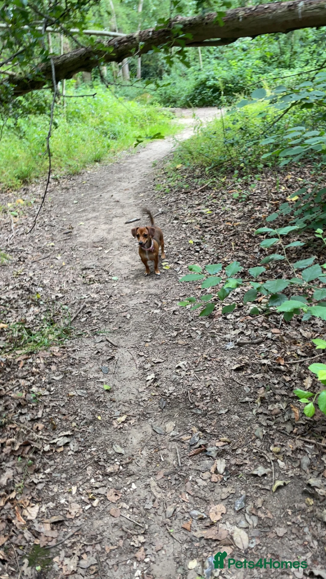 Chiweenie dogs for sale: 9 month old girl - Advert 2
