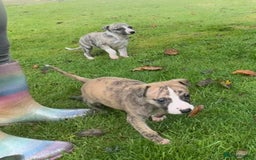 Whippet dogs for sale: SUPER KC Whippet puppies Show bred - Image 23
